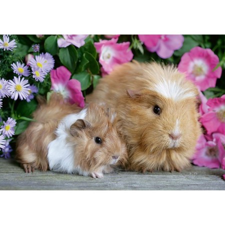 Puzzle Porcusor De Guinea Si Iepuras, 2X12 Piese Ravensburger - 1